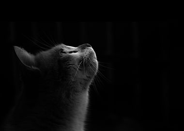 I think I saw a bird