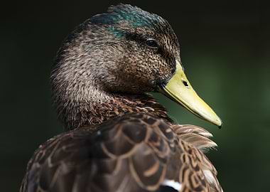 Duck portrait