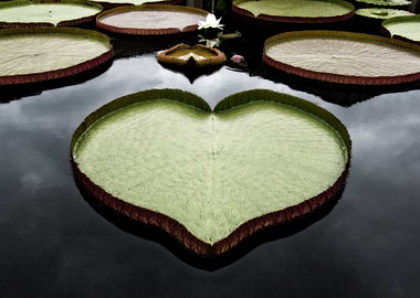 Heart Shaped Lily pad