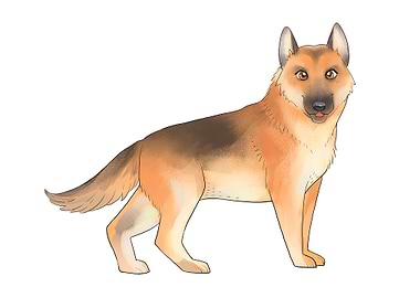 German Shepherd