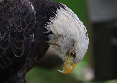 The American Bald Eagle