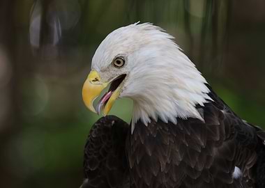 The American Bald Eagle