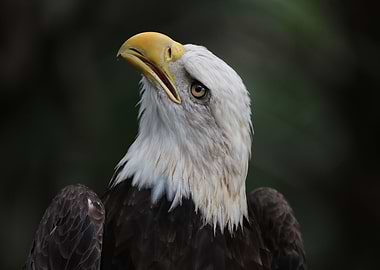 The American Bald Eagle