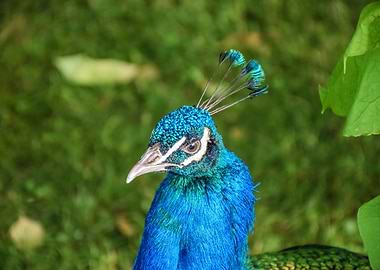 Bird Blue Peacock Portrait
