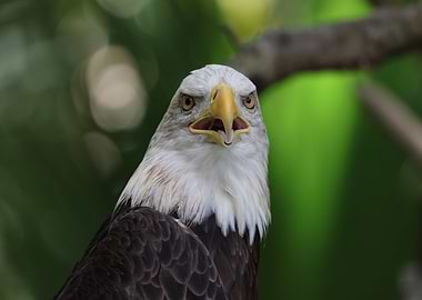 The American Bald Eagle