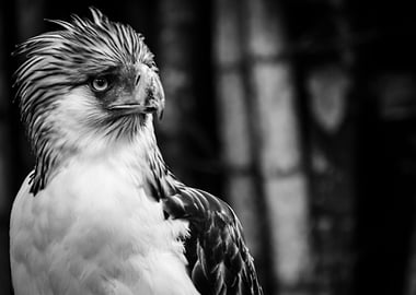 Philippine eagle