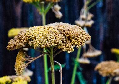Yarrow