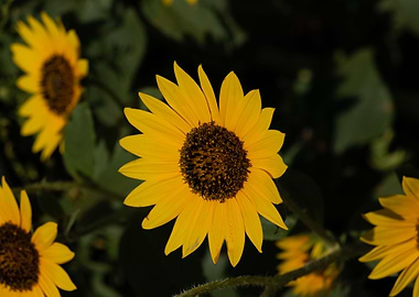 Sunflowers