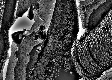 huging the tree BW18