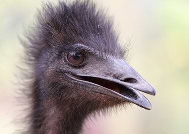 emu head