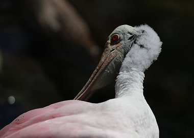 Roseate Spoonbill