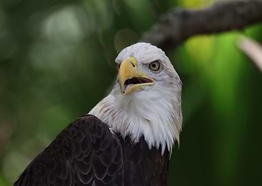 The American Bald Eagle