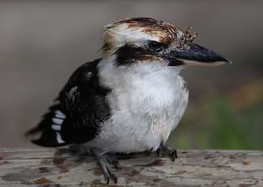 The laughing kookaburra