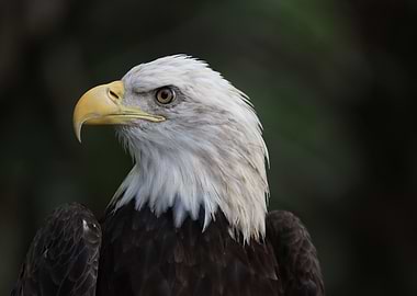 The American Bald Eagle