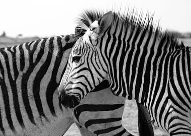 Zebra 1 year old