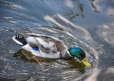 Bird A Wild Colorful Duck