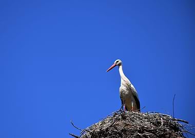 A Stork in Its Nest