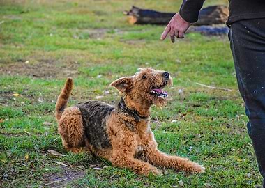 Animal Pet Dog and Man