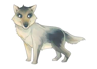 Coyote