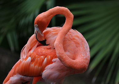 Flamingo Paradise