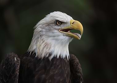 The American Bald Eagle