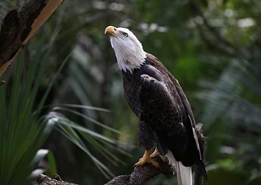 The American Bald Eagle