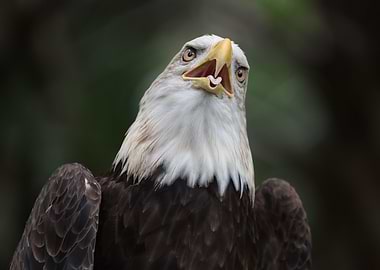The American Bald Eagle