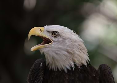 The American Bald Eagle