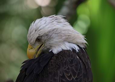 The American Bald Eagle