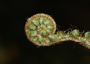 Unfurling Fern