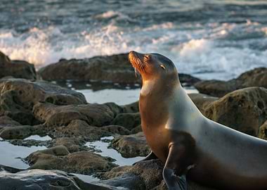 Majestic Sunbathing Seal
