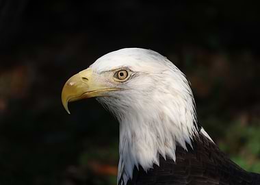 The American Bald Eagle