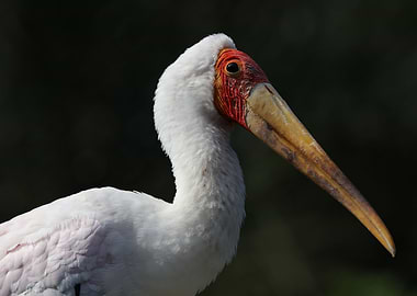 The yellowbilled stork