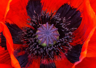 Heart of a Poppy