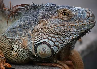 iguana