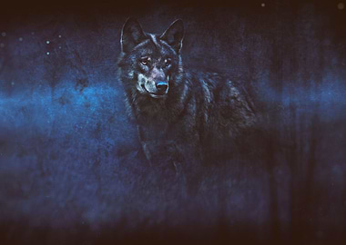 When the night falls