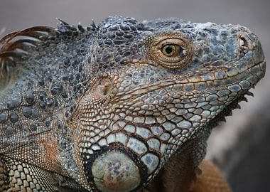 Iguana