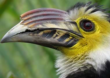 The Sulawesi hornbill