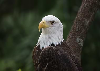 The American Bald Eagle