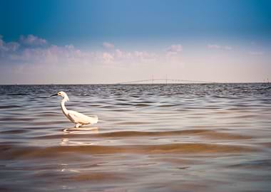 Florida Gulf Cost Crain