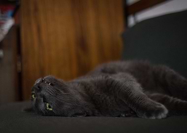 CatEXE has stopped working