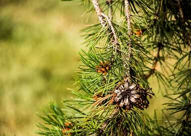 Pine Needles