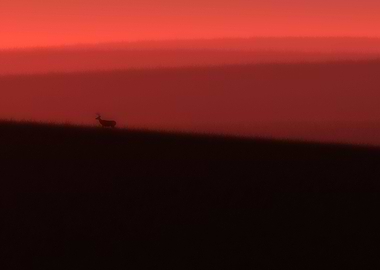 Deer in red glow