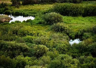 For the Love of Green