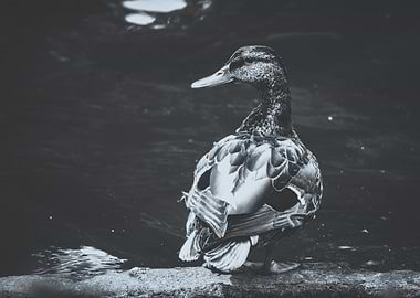 Black and White Duck