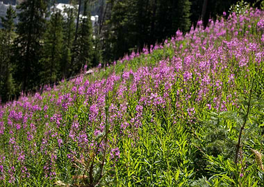 In a Field of Purple