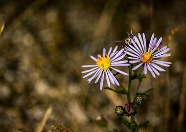 Purple Daisies