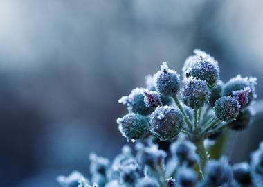 Frozen Flower