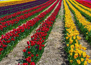Rainbow Tulip field rows