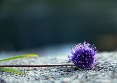Purple Flower